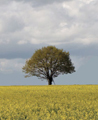 Agroforesterie et Biomasse