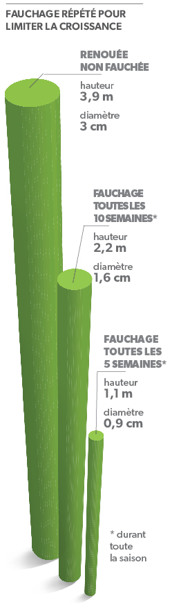 Lutte contre les invasives