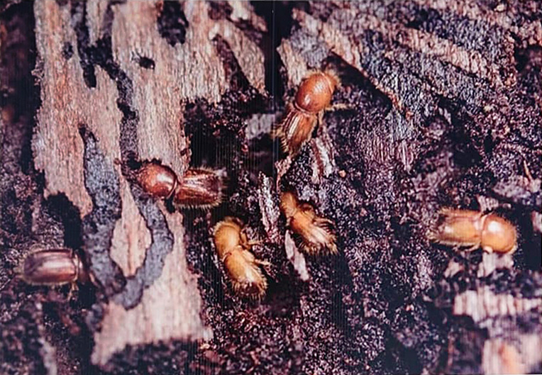 scolytes noremat